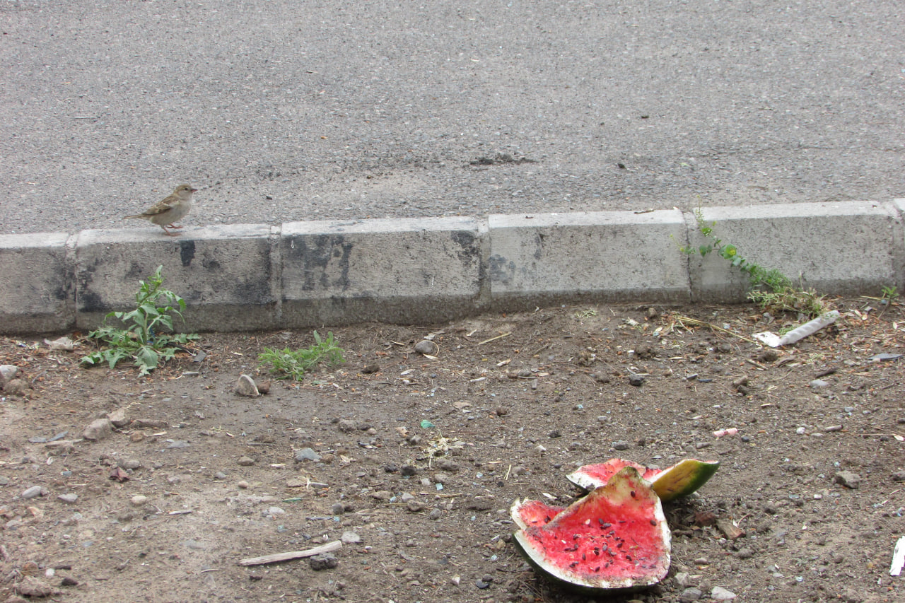 سهم هندوانه ی گنجشک کوچک 